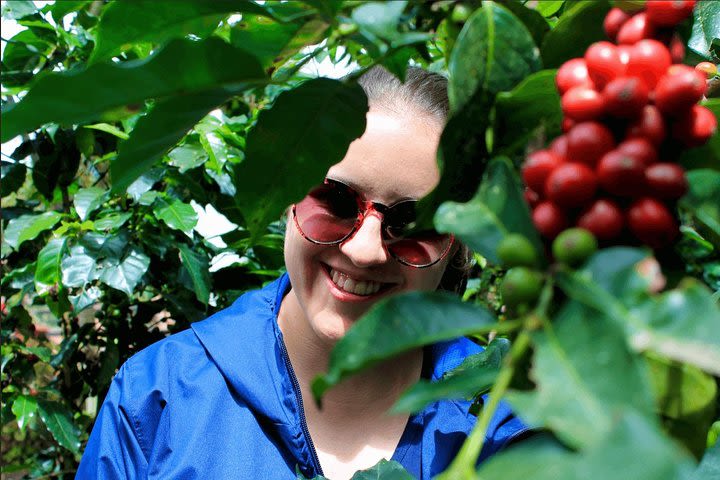 Authentic Coffee Farm Experience from Bogota • Private Tour • 7h image