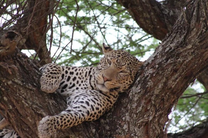 5 Days budget camping group Safari: Lake Manyara, Serengeti and Ngorongoro  image