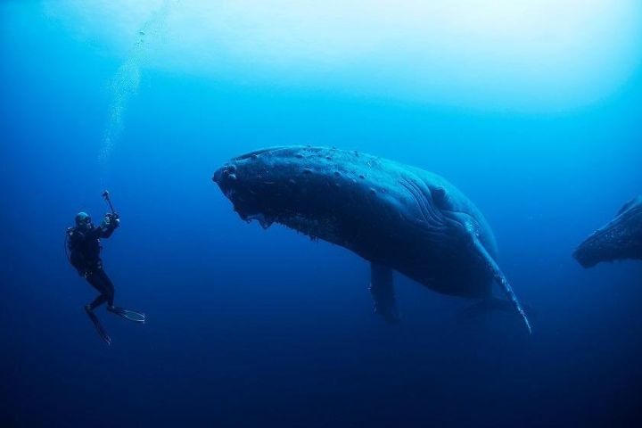 La Plata Island Diving & Whale Watching image