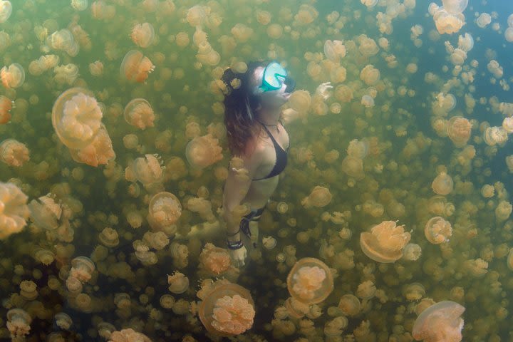 Jellyfish Lake, Milky Way, Beach and Rock Island Tour image