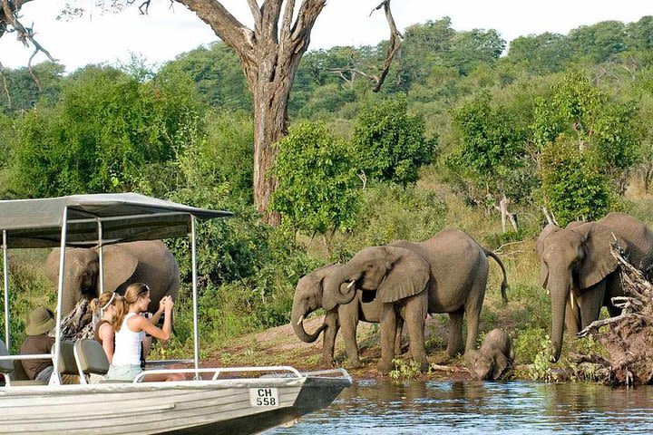 Chobe Day Trip From Livingstone image