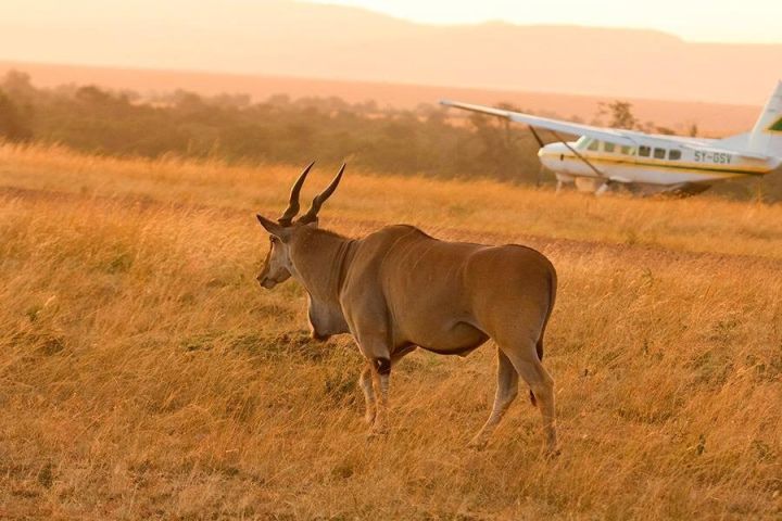 Selous Fly-In Safari from Zanzibar image