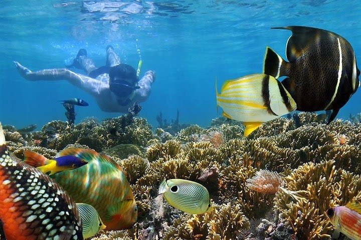 Dolphins and Snorkeling at Mnemba Island reef - Snacks Included image