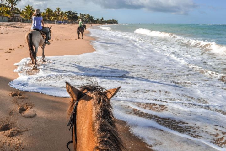 Palomino Horseback Riding Tour image