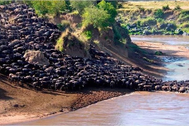  5 Days Masai Mara Wildebeest Migration Safari Packages 2021 image