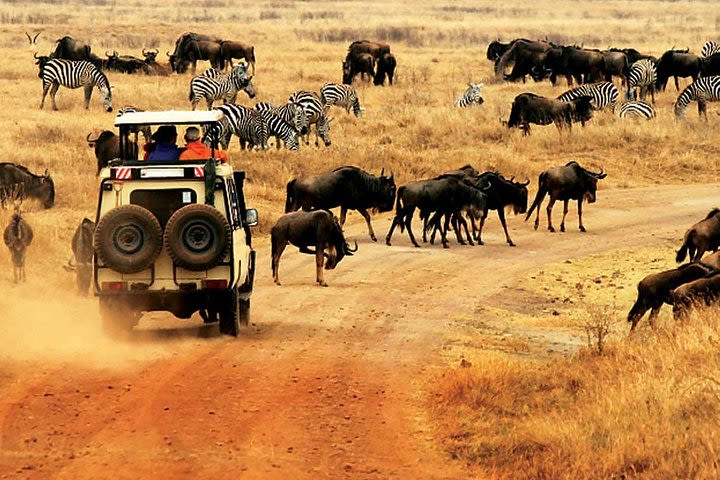 3 Day Private Lodge Safari in Serengeti National Park image