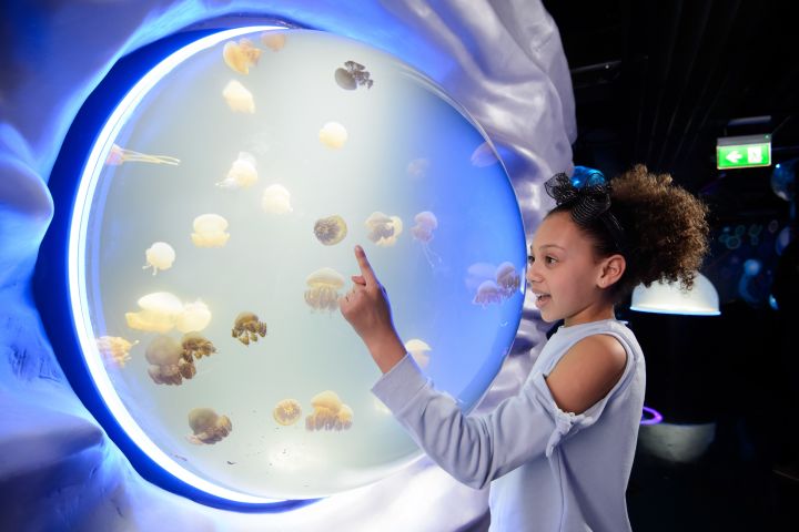 London Eye + SEA LIFE London Aquarium image