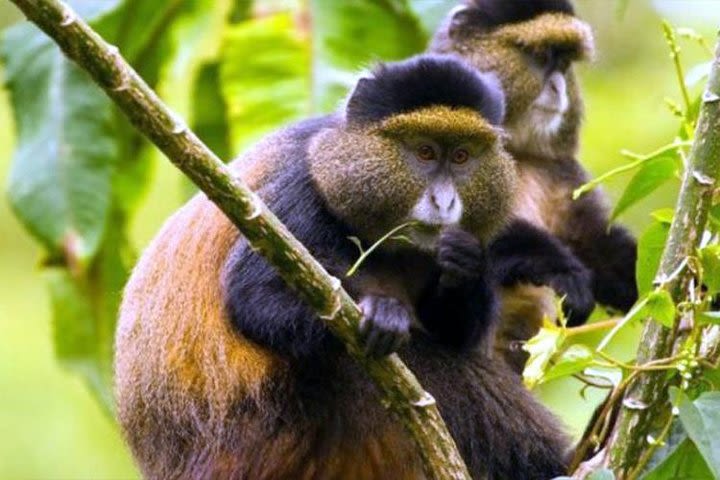 2 Days Chimpanzees trekking&Canopy walk experience image