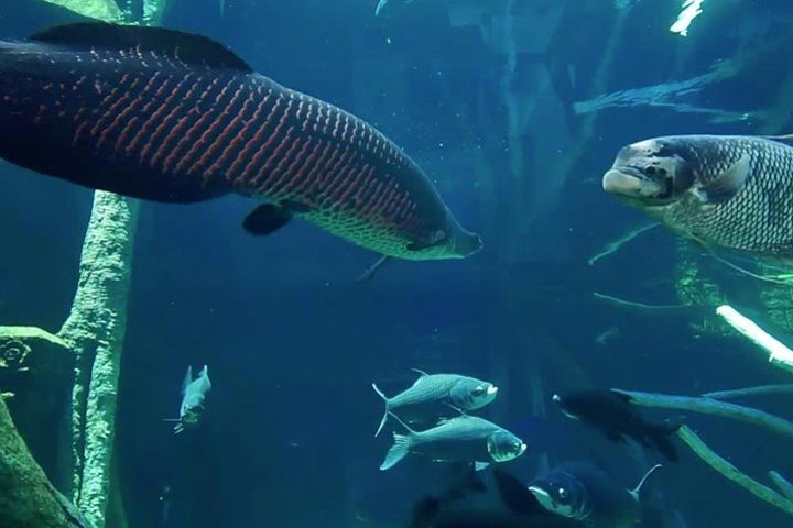 Aquarium Phuket and AR Trick Eye Museum Combo Tickets image