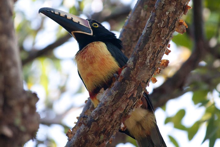 Jungle Birdwatching Experience through Sian Ka'an Biosphere Reserve image