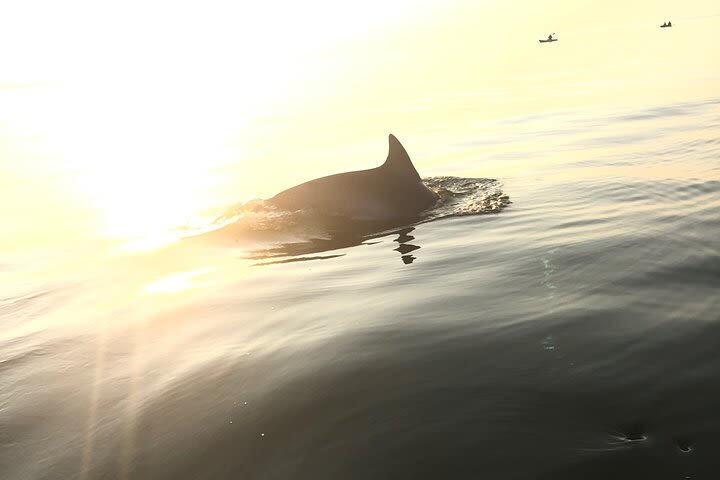 Sunset Dolphin Kayak Tours image