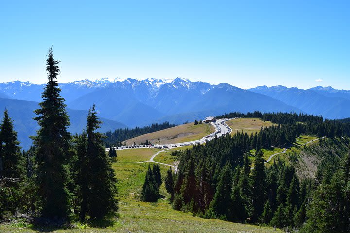 Hurricane Ridge Guided Tour in Olympic National Park image