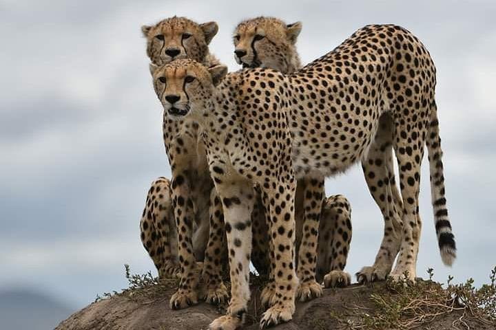 7 Days safari Explore the animals and cultural tour  image