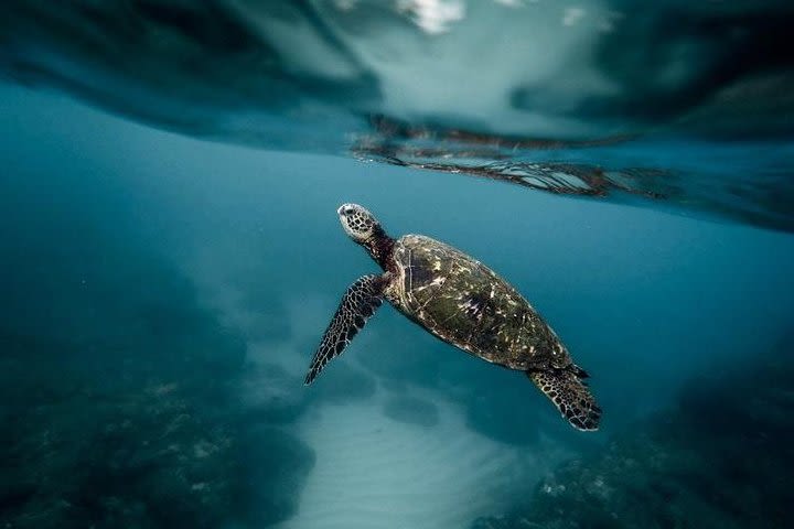 Pescador Island Hopping with Sardine Run and Turtle and Canyoneering in Kawasan image