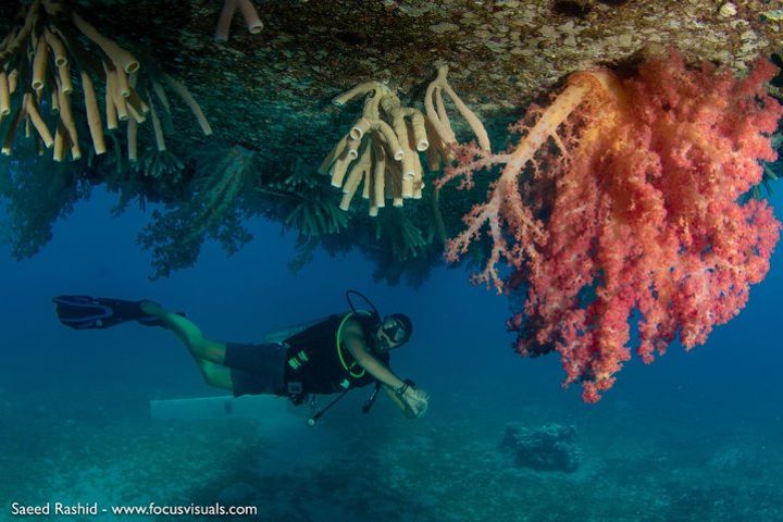 Scuba Diving for Certified Divers  image