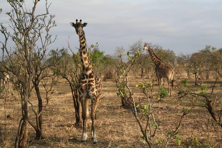 MIKUMI NATIONAL PARK - 3 Days image