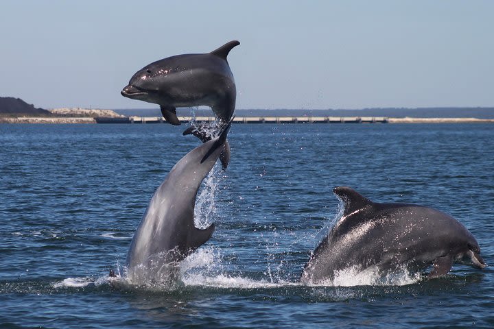 Lisbon Dolphins - dolphin watching in Lisbon image