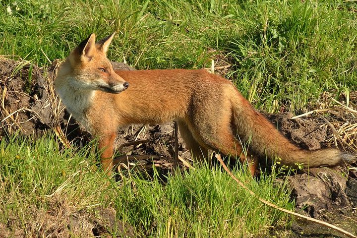 Small Group Tour in National Park Hoge Veluwe image