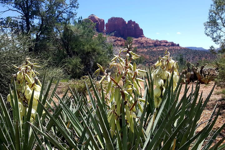 Four-Hour Sedona Vortex Tour image