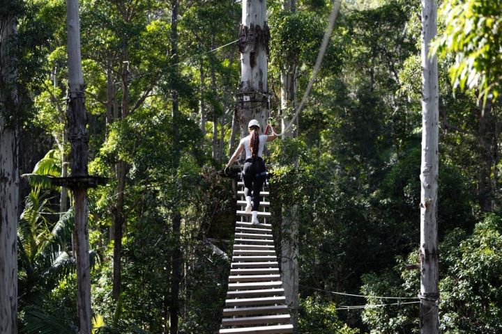 Tamborine Mountain TreeTop Challenge image