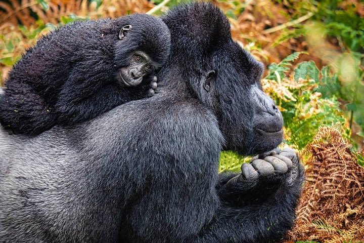 3 Days Gorilla Trekking in Bwindi Impenetrable National Park  image
