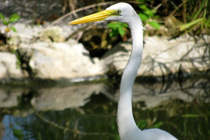 Private Boat Nature Tour of Limón Beach and Lagoon image