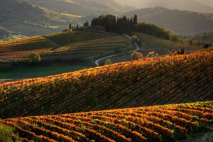 Tuscany Hiking Tour from Siena Including Wine Tasting image