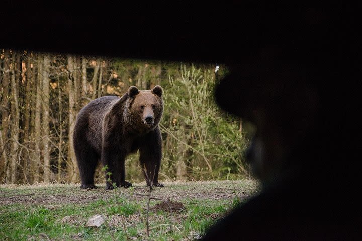 Bear watching in the Land of Volcanoes image