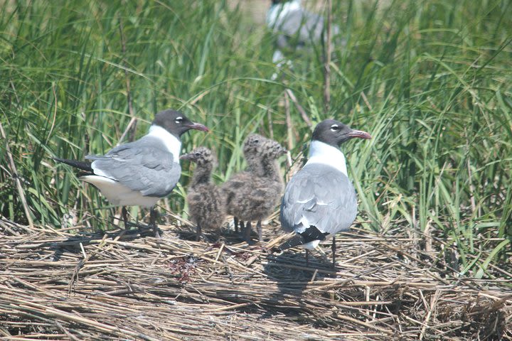 Safari Cruise (Birding By Boat) image