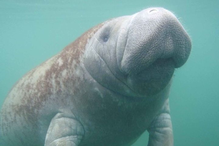 Manatees Swim, Snorkel and Boat Day Tour from Orlando image