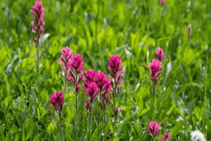 Telluride Half Day Jeep Tour image