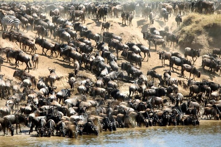 Private Masai Mara Wildebeest Migration Safari from Nairobi image