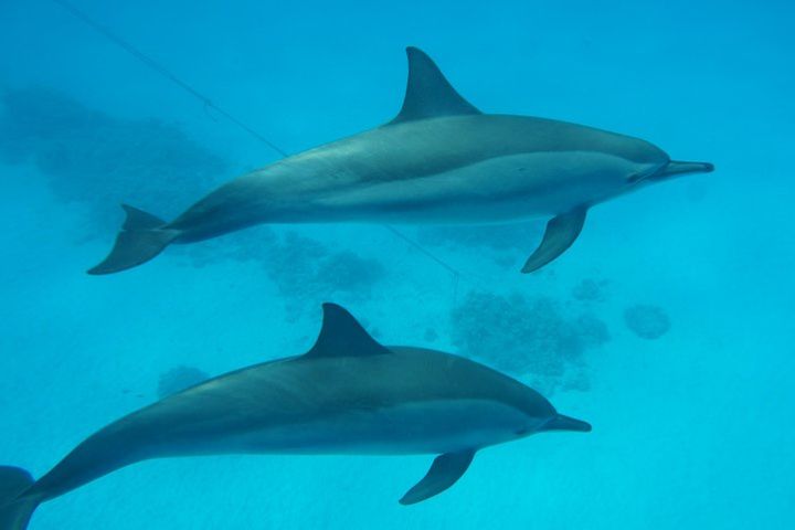 Swim With Dolphin in Satayeh Reef Snorkeling Sea Trip - Marsa Alam image