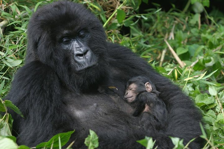 Gorilla Tracking & Batwa Culture Experience image