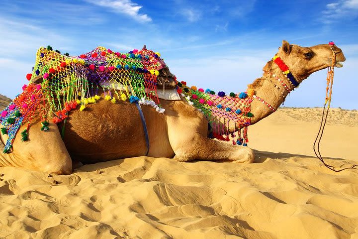 Dinner at Dunes with Camel Safari, Jodhpur image