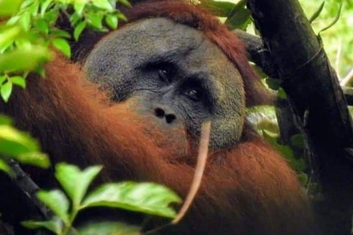 Day orangutan trek image