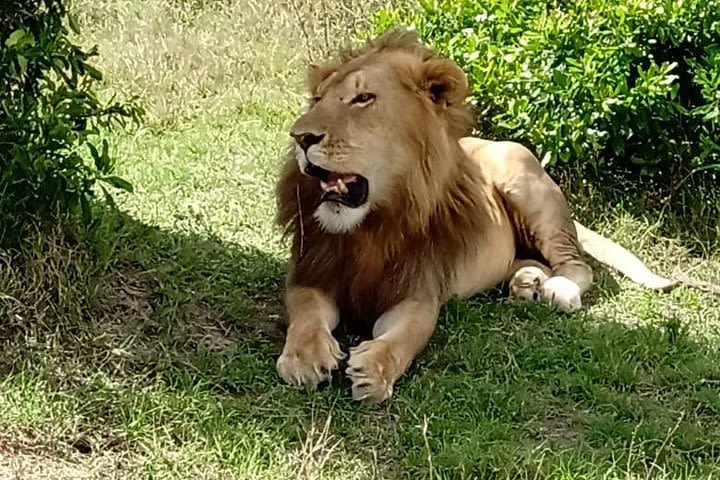 Nairobi National Park Tour From 0600hrs - 1130hrs or From 1300hrs - 1800hrs image