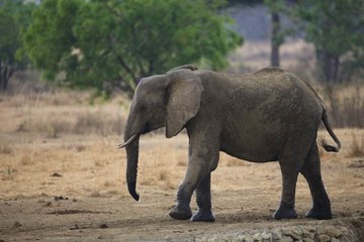 7 Days Safari. Serengeti, Tarangire, Lake Manyara & Ngorongoro Crater. image