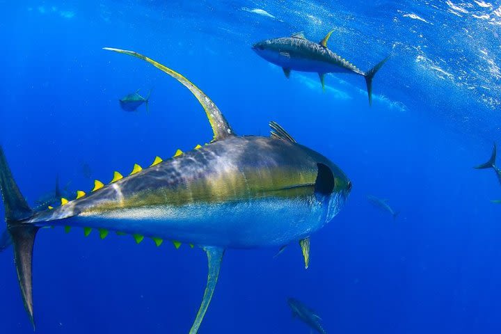 Spearfishing in Zanzibar Archipelago image