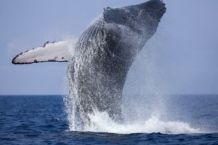 Whale Watching Boat Tour from Balapitiya image