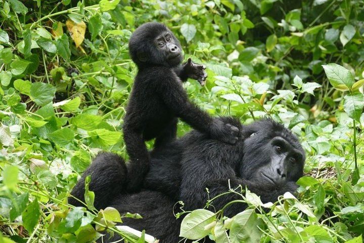 2 Days Bwindi Fly in Gorilla Adventure image