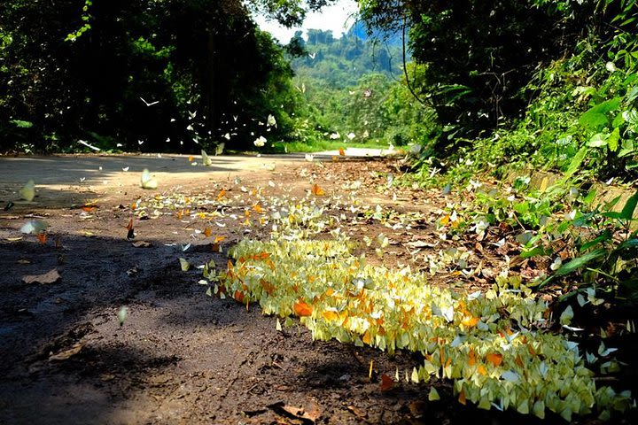 2 Day Private Tour Trang An - Mua cave - Cuc Phuong National Park  image