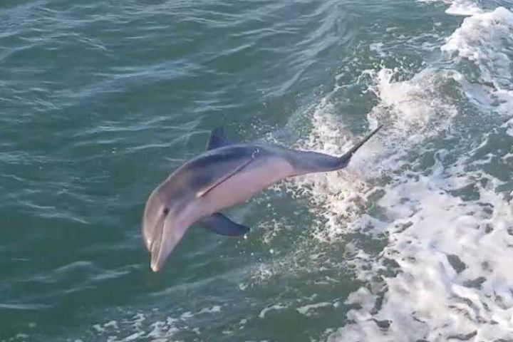 1-Hour Dolphin Dash Tour image