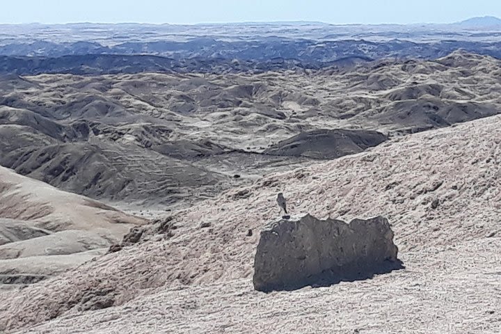 Wonderful Welwitschia Goanikontes Moonlandscape Tour image