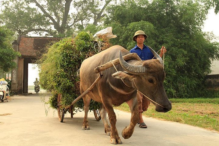 Full-Day Duong Lam Ancient Village Cultural Guided Experience image