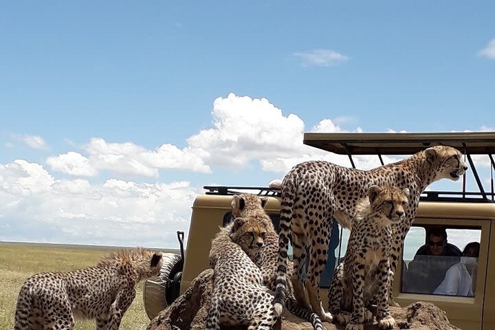 6 Days Private Camping Safari to Tarangire Serengeti Ngorongoro Manyara image