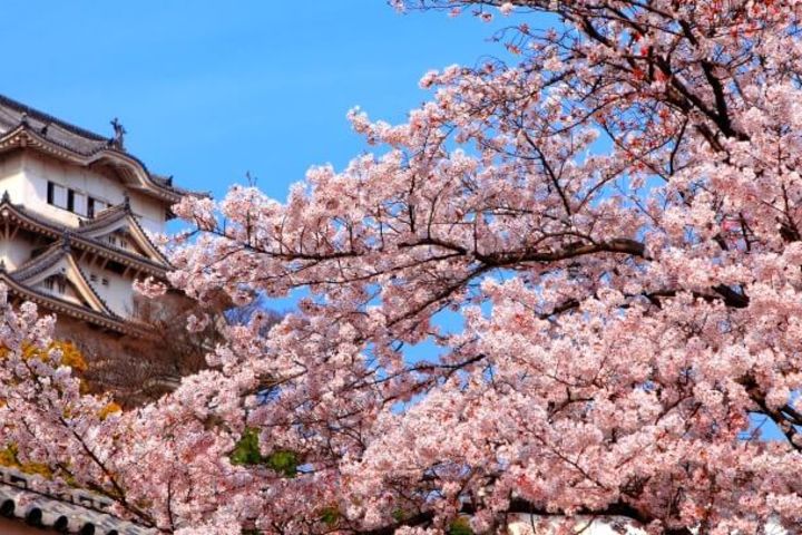 Osaka Spring Daytime (Cherry Blossom) Food Tour image