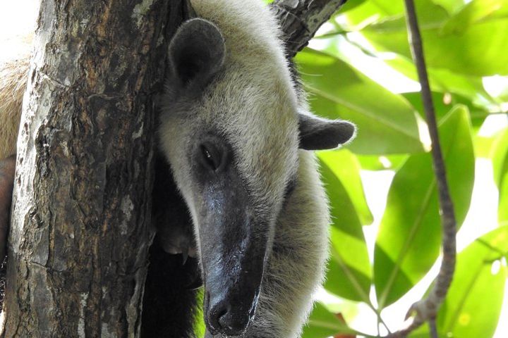 Sloth Tour Manuel Antonio National Park image