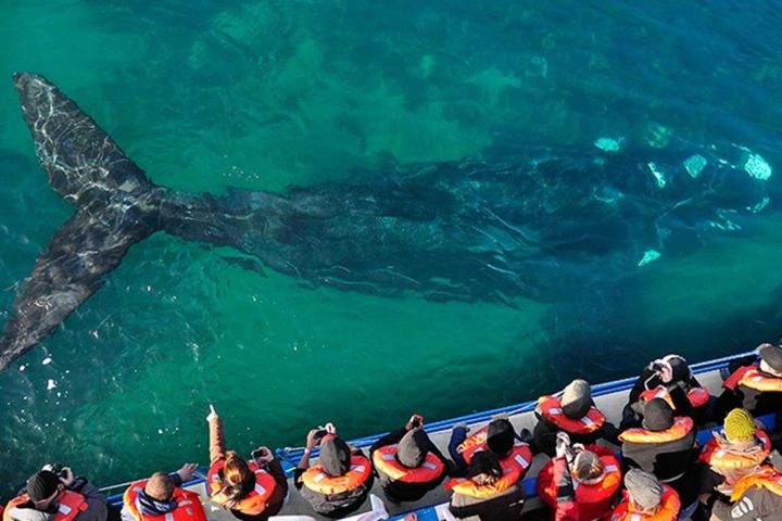 3-Day Puerto Madryn Adventure image