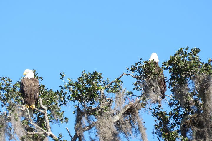 Florida Wildlife Guided Kayak Tour - Blue Spring State Park, Orange City, FL image